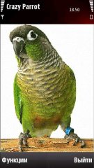 Crazy Parrot