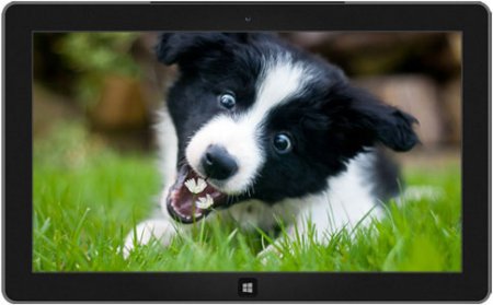 Windows 8 Oynayan Köpək Balaları Teması