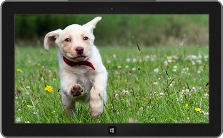 Windows 8 Oynayan Köpək Balaları Teması