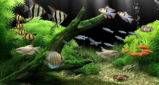 Dream Aquarium 1.29 Beta / 1.27 Screensaver